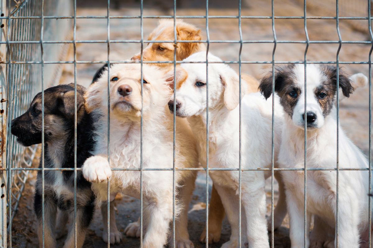 Animal Rights in Jurisprudence